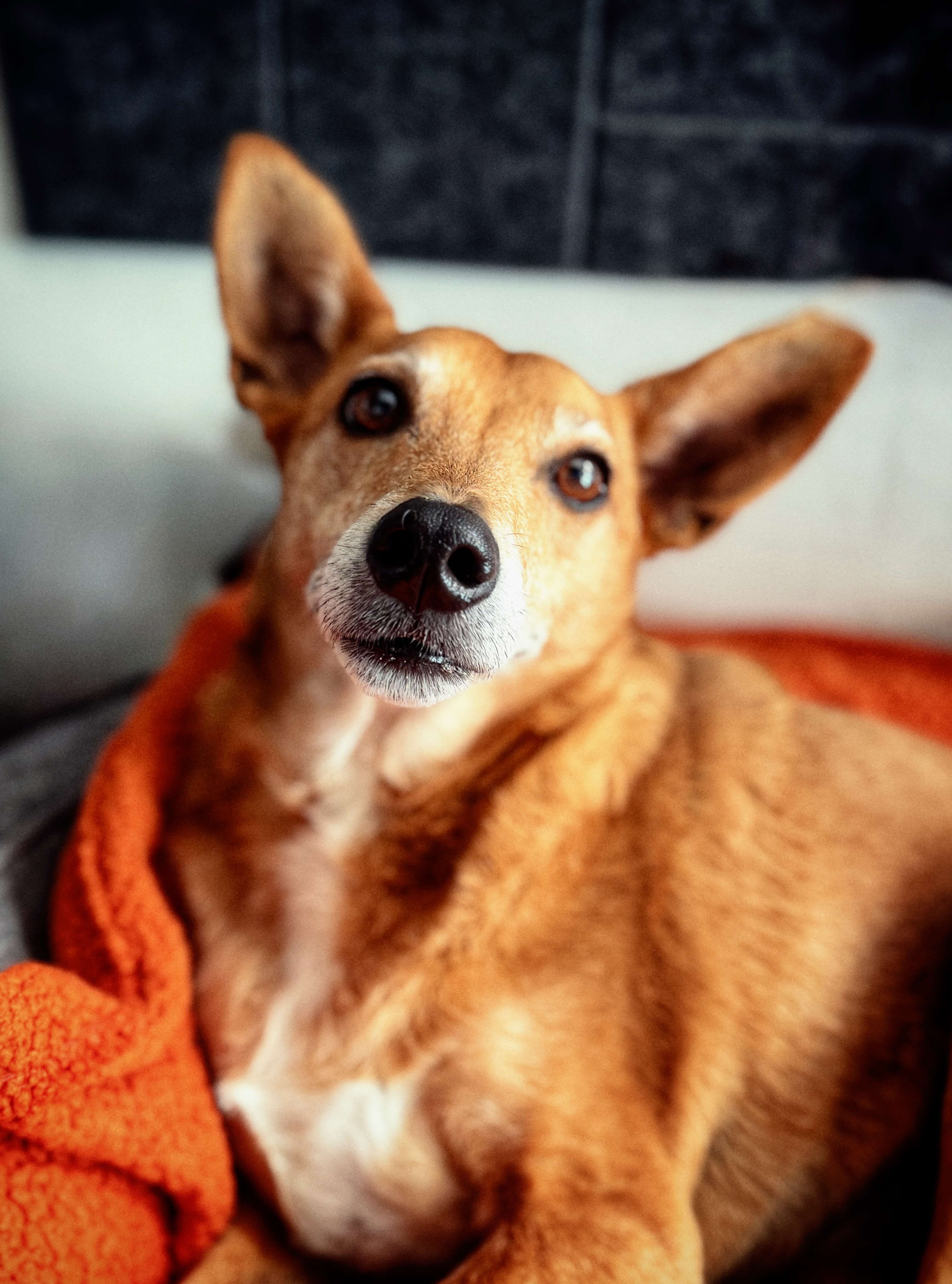 Herb looking directly at camera, close up