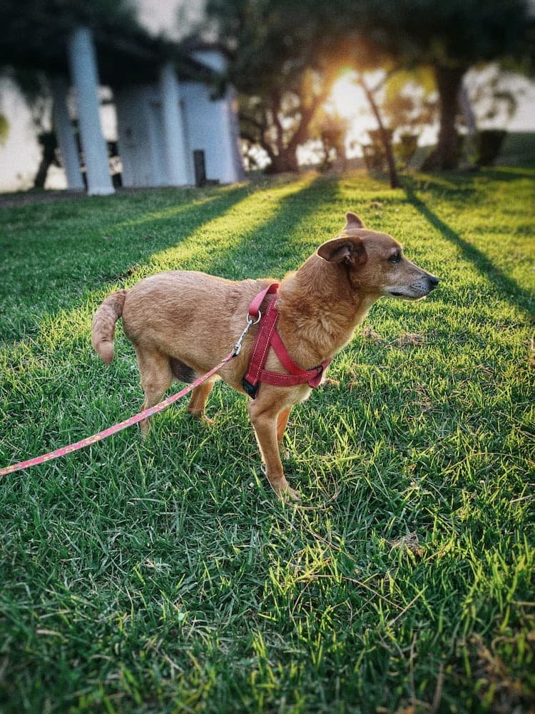 Herb on leash in a park at golden hour