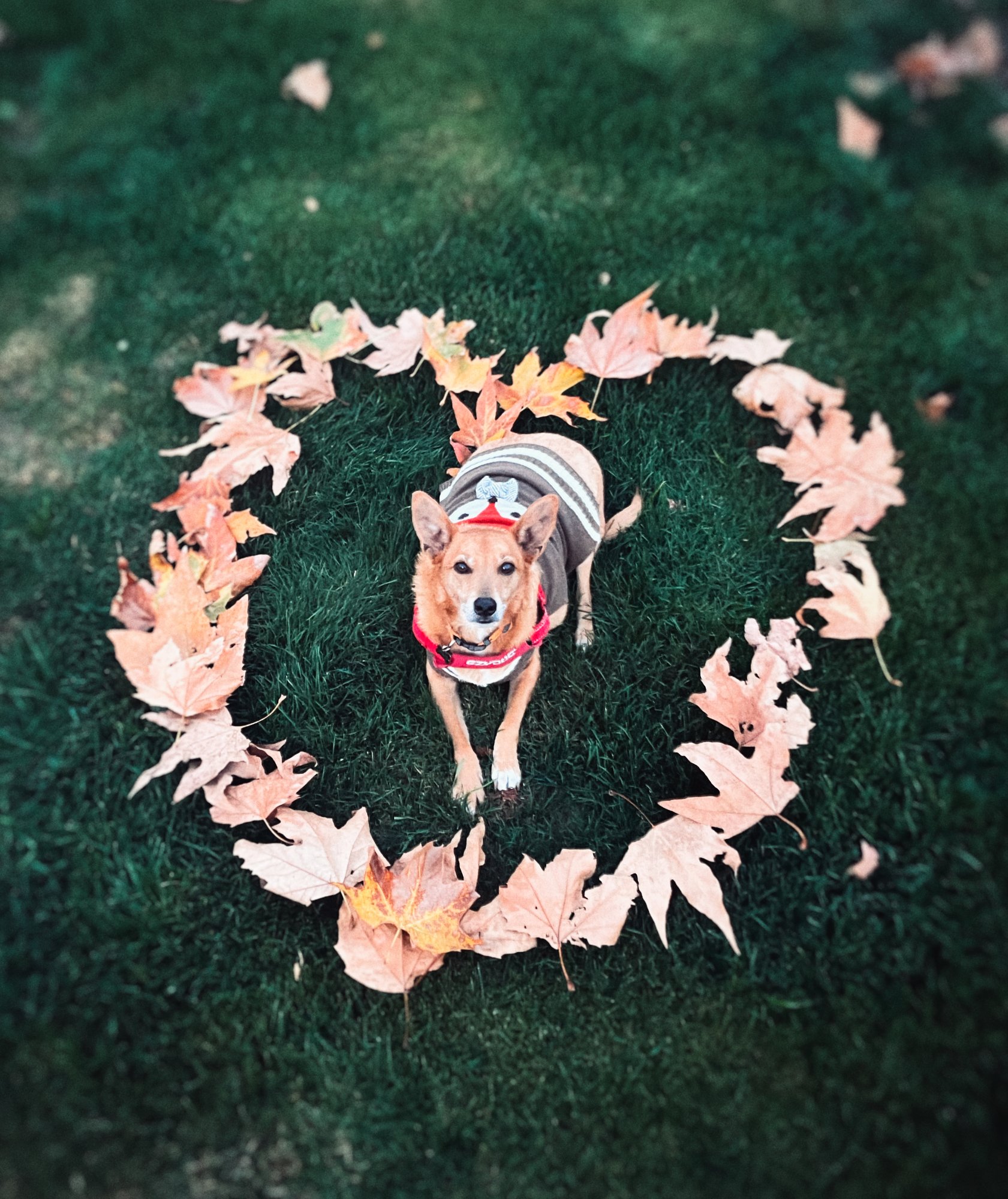 Herb sitting in the grass, surrounded by autumn leaves arranged in the shape of a heart