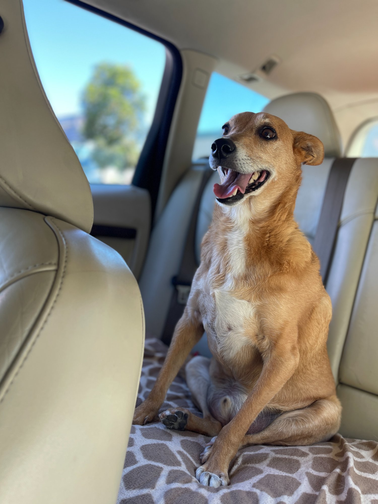 Herb smiling in the backseat of a car, looking happy and healthy