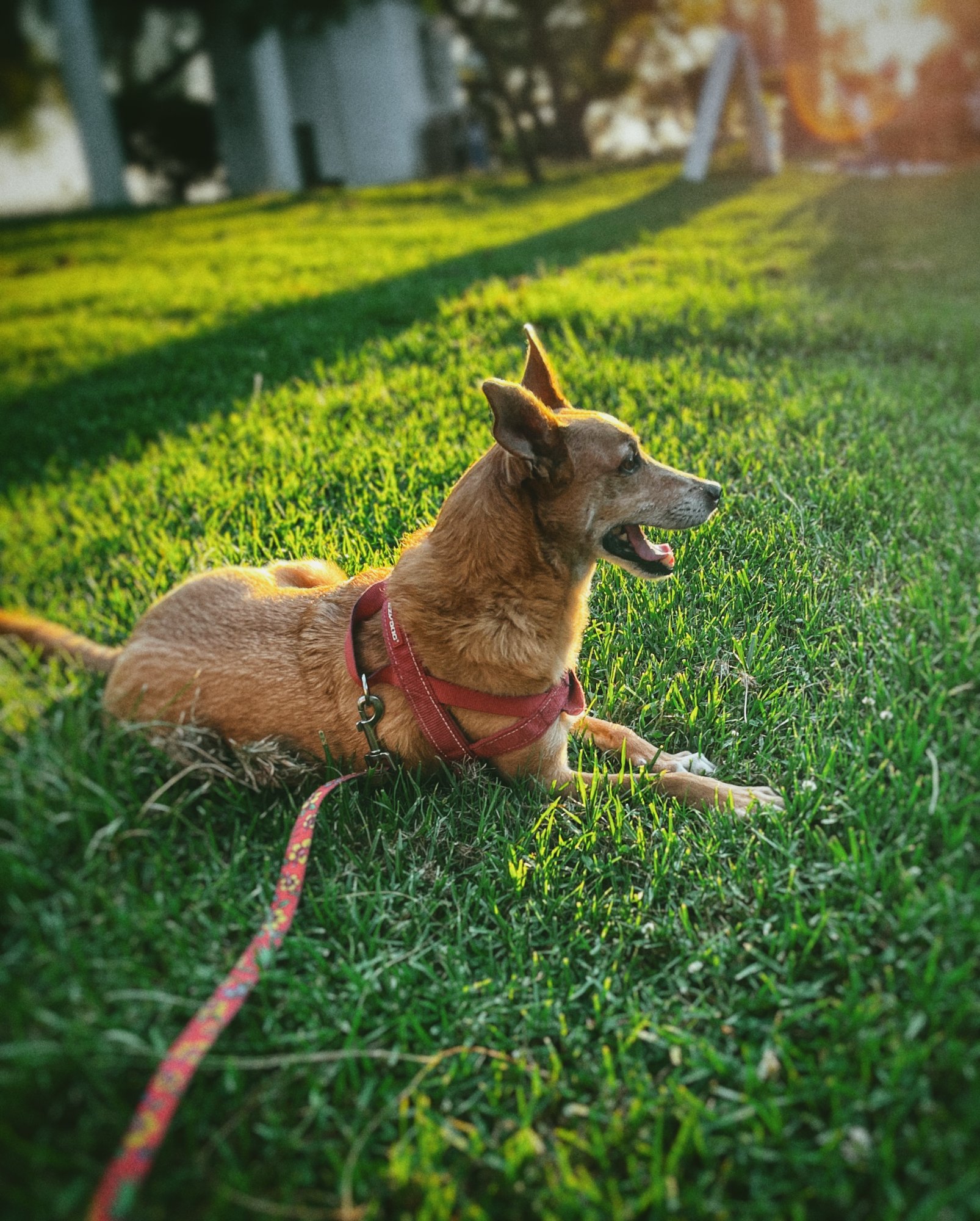 Herb laying contentedly in the grass in golden afternoon light