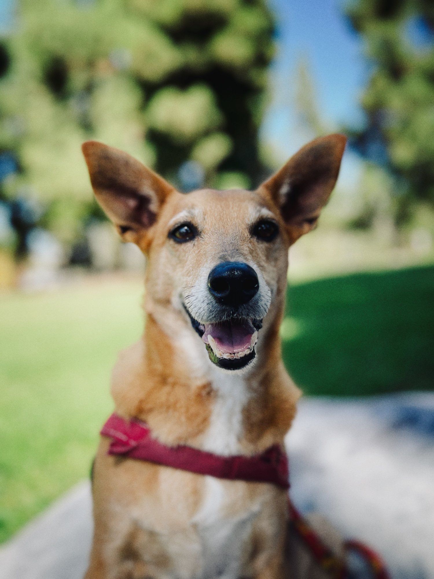 Herb resting peacefully on a bed on the deck, surrounded by bamboo