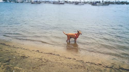 Herb at the water's edge