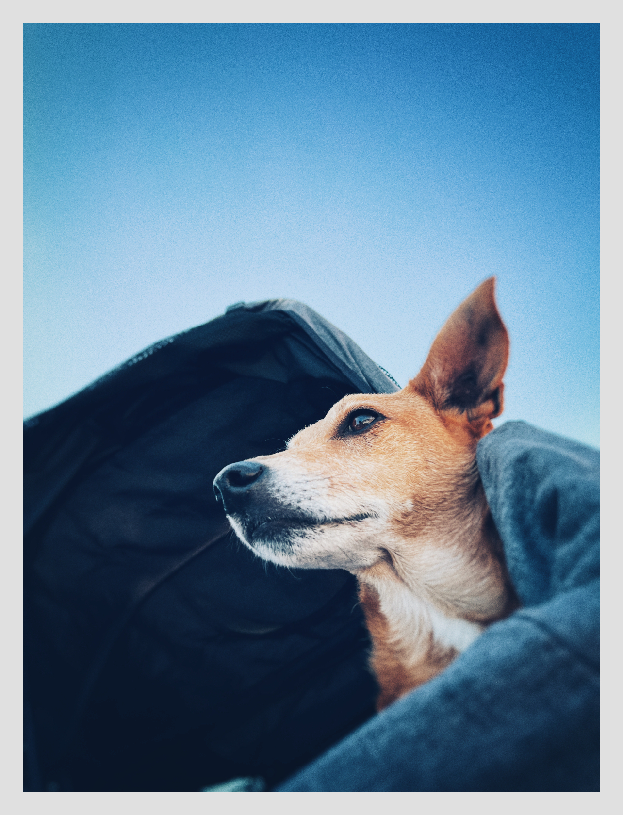 Herb, a terrier mix, in profile against a blue sky